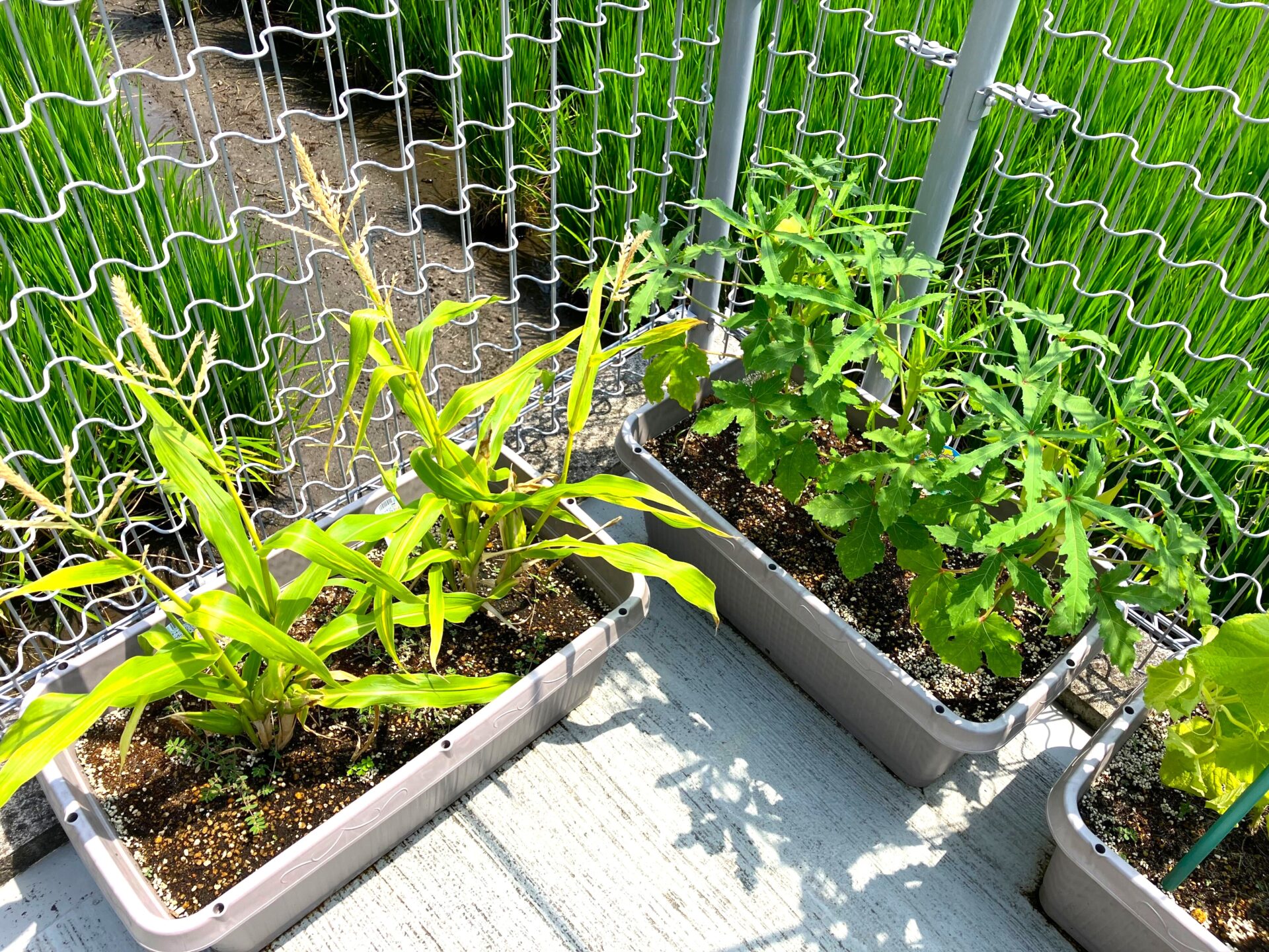 プランター菜園